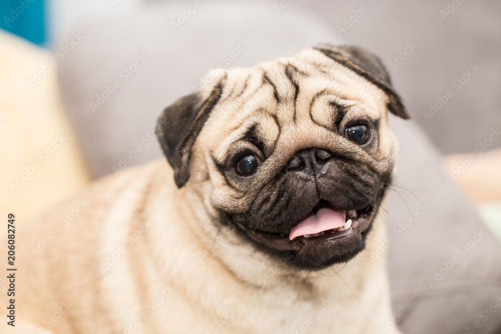 cute pug dog have a question and making funny face,Selective focus