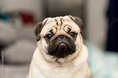 cute pug dog have a question and making funny face,Selective focus © 220 Selfmade studio