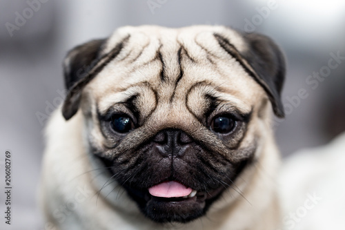 cute pug dog have a question and making funny face,Selective focus © 220 Selfmade studio