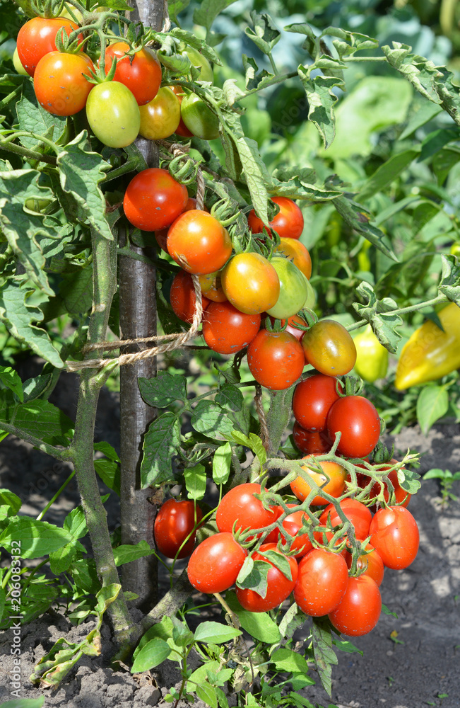 Ripe cherry tomatoes growing on the branches. Cherry tomatoes.