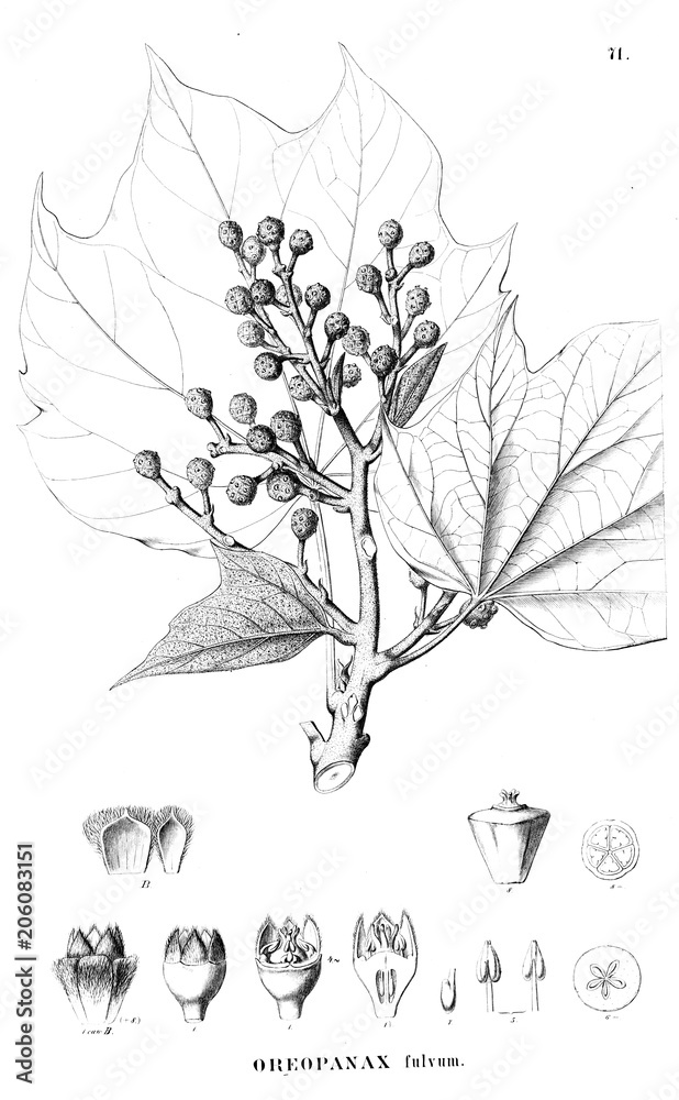 Fototapeta premium Illustration of plant