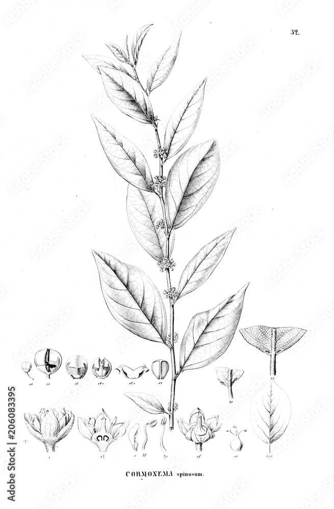 Illustration of plant