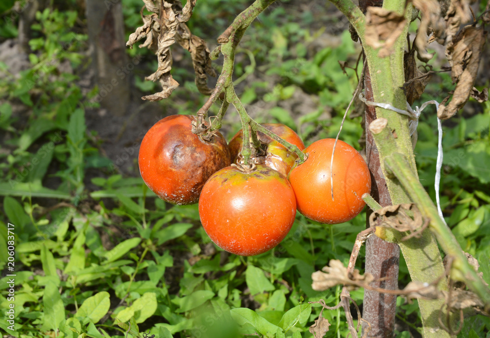 Close up on phytophthora infestans is an oomycete that causes the serious tomatoes disease known as late blight or potato blight. Close up on phytophthora infestans is an oomycete that causes the serious tomatoes disease known as late blight or potato blight.