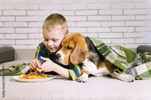 funny boy and dog Beagle eating chips on sofa in the room photo