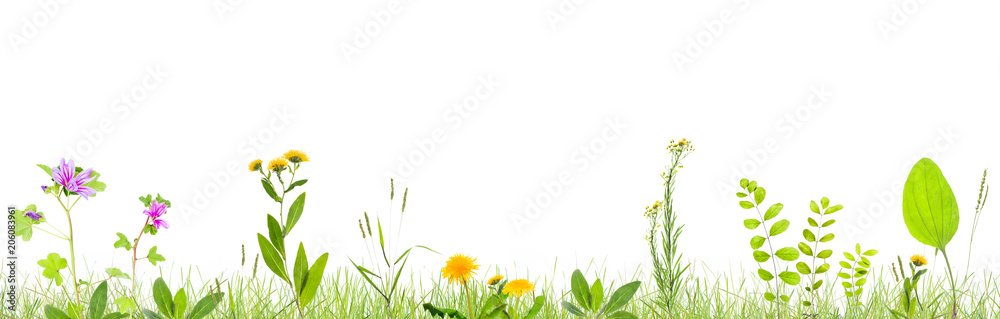 grass and wild flowers isolated grass and wild flowers isolated