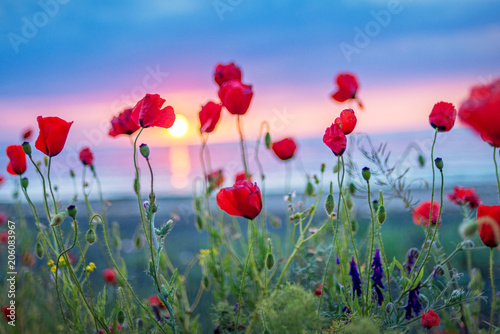 sunrise and poppies flowers background