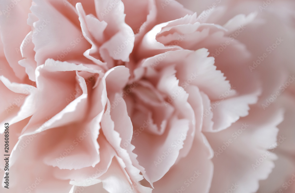 Naklejka Makro różowy kwiat goździka pastelowe tło