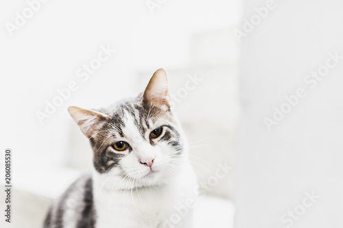 Portrait de chat tigré blanc © PicsArt