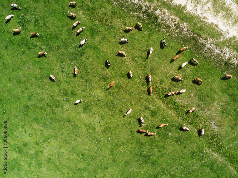 Aerial view of cows herd grazing on pasture Aerial view of cows herd grazing on pasture
