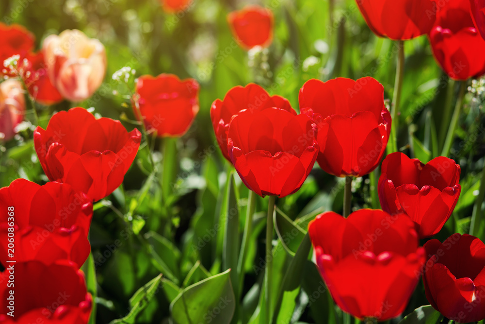 Fototapeta premium Group of beautiful red tulips growing in the garden lit by sunlight on springtime as flowers concept