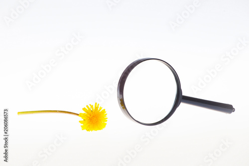 Fototapeta Naklejka Na Ścianę i Meble -  Dandelion flower and a magnifier