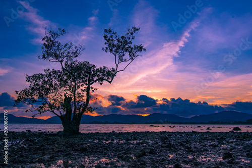 silhouette tree durign sunset on the beach photo