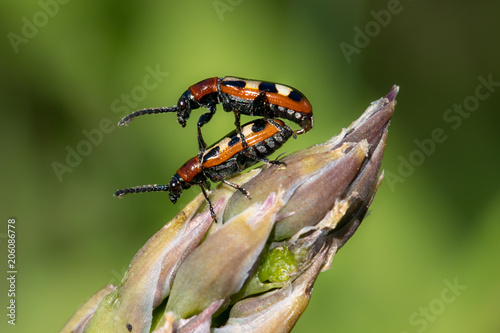 Common Asparagus Beetles (Crioceris asparagi) on Asparagus © moneycue_canada