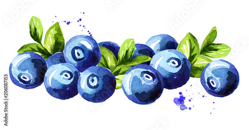 Blueberry. Heap of fresh ripe berries with leaves. Hand drawn watercolor illustration  isolated on white background photo