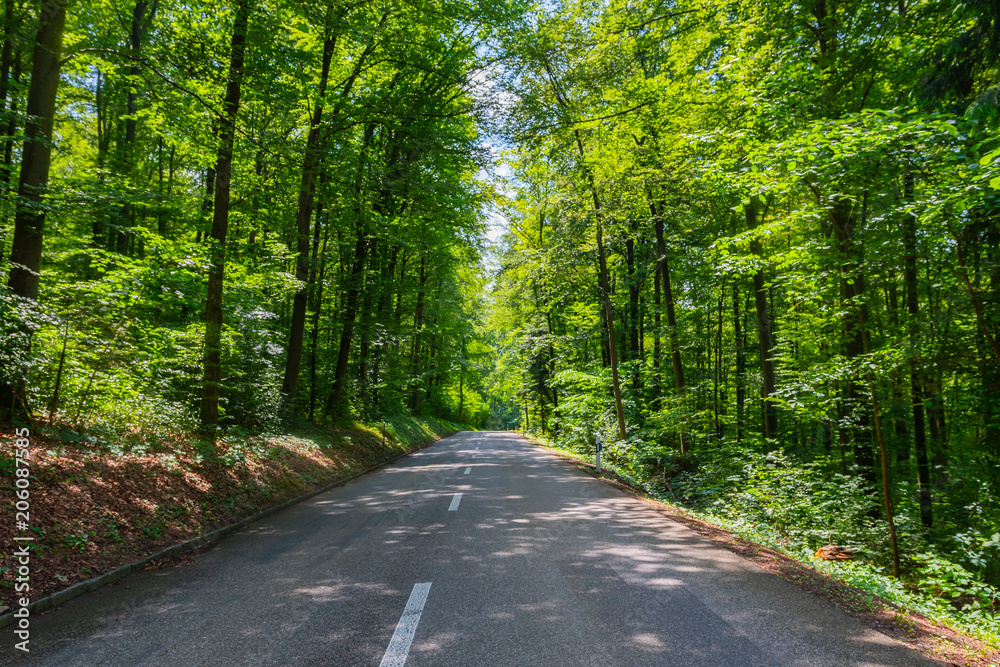 Strasse durch den grünen Wald Strasse durch den grünen Wald
