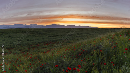 Poppy field at sunset of the day