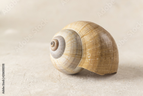 Poetic and Lonely Shell