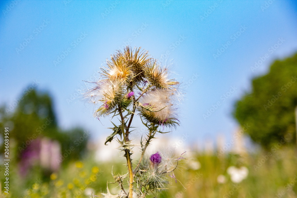 Naklejka premium nature, plant