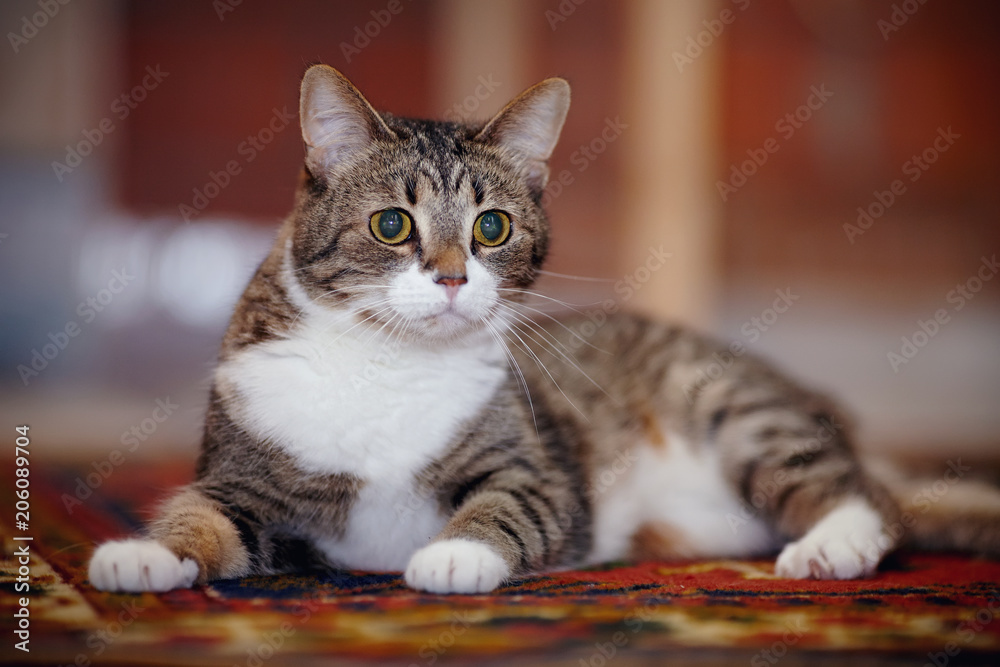 Striped cat with white paws, lies on a carpet.
