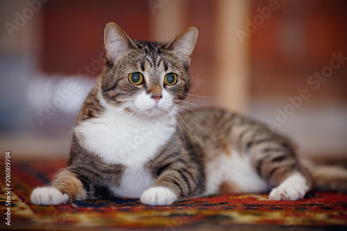 Striped cat with white paws, lies on a carpet.