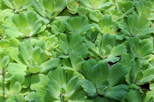 Green background. Pistia stratiotes or water cabbage