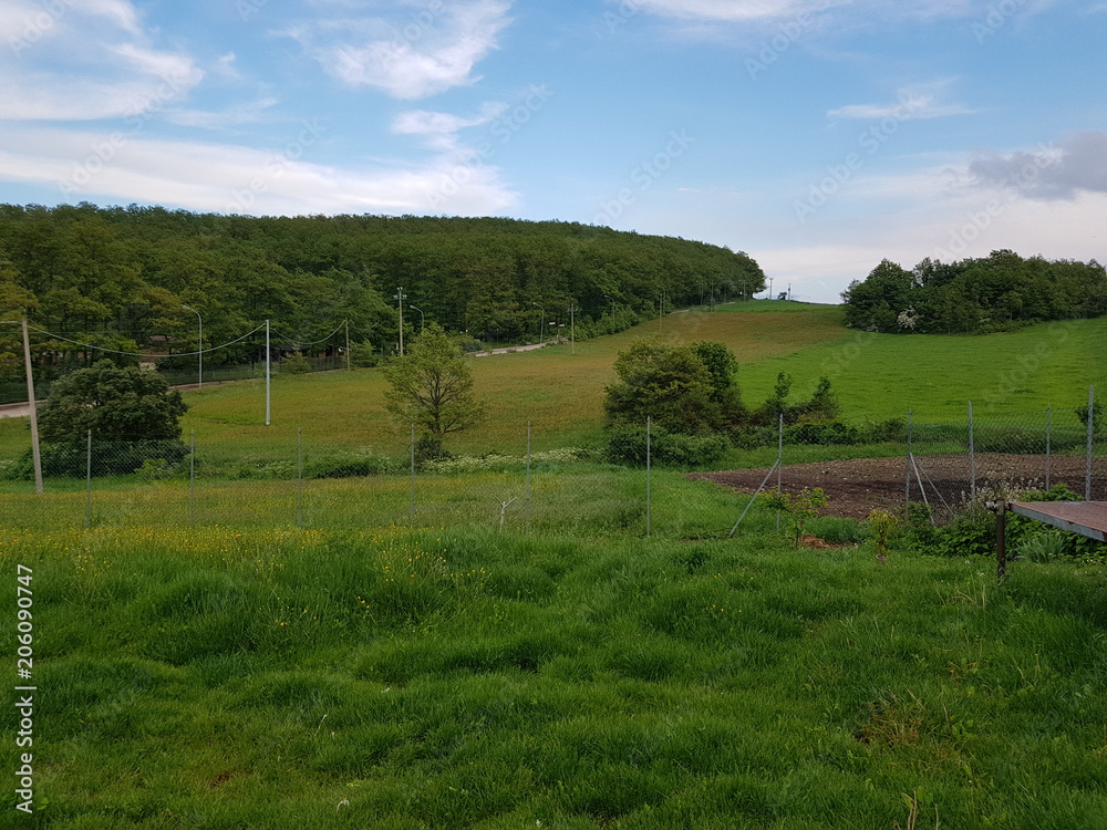 Hen,farm,agricolture,grass,farmaland,eggs,animals,panorama,wood,