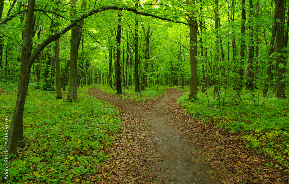 Fototapeta premium Drzewa leśne wiosną
