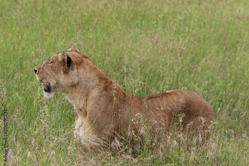 Lioness, Serengeti, Tanaznia, Africa