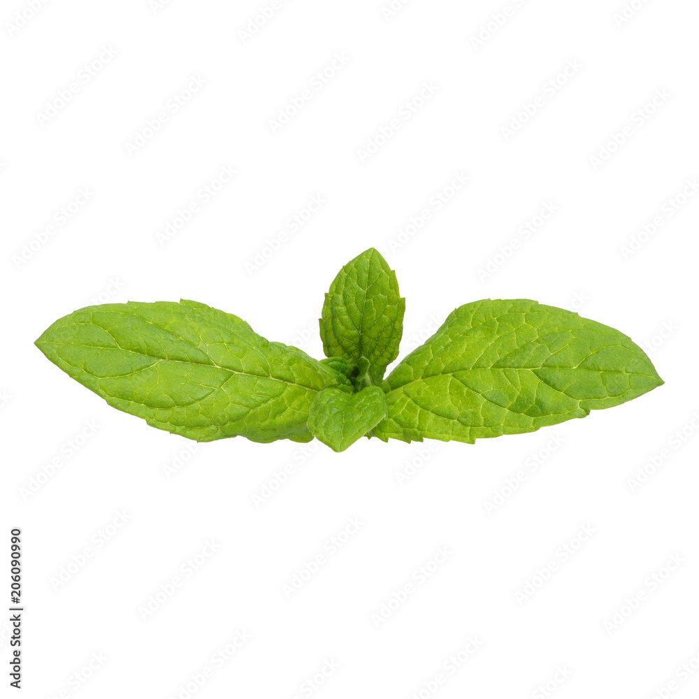 mint leaves isolated on white mint leaves isolated on white