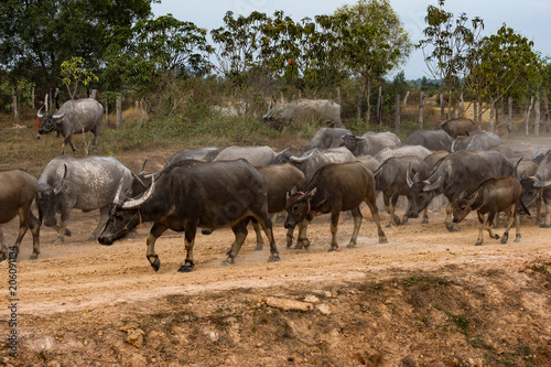 Kambodscha  - Wasserbüffel auf der Fahrt von Beng Mealea nach Siem Reap