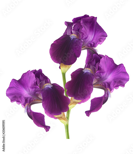 Fototapeta Naklejka Na Ścianę i Meble -  beautiful iris flower on white background for designers