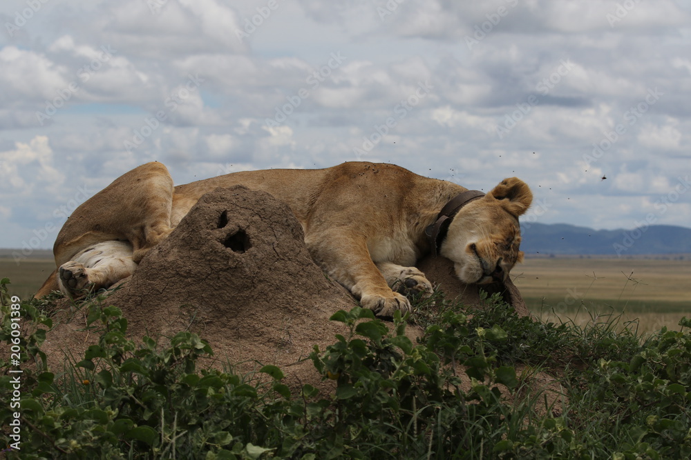 Obraz premium beautiful lioness on a hill. One of few Lions with GPS in Serengeti, Tanzania