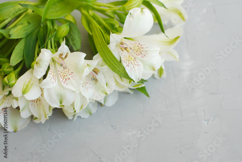 White Alstroemeria Spring summer Flowers Gray Textured Cement Background with Copy Paste Floristic