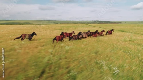 Wild Horses in the grand teton with beautiful views, running, walking and tracking with amazing orbits, wipes, drone aerial view close 4k