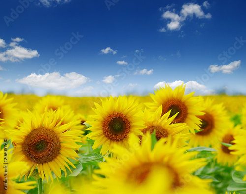 field of blooming sunflowers