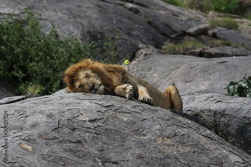 Lion sitting on Kopje  Serengeti. Tanzania