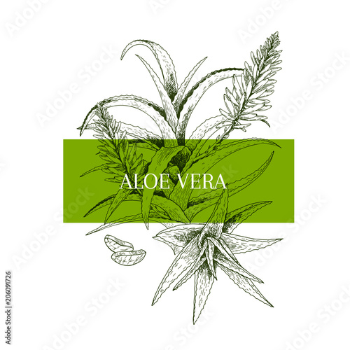 Hand drawn aloe vera branch and flower. Engraved vector banner. healing. Food ingredient, aromatherapy, cooking. For cosmetic package design, medicinal herb, treating, healt care.