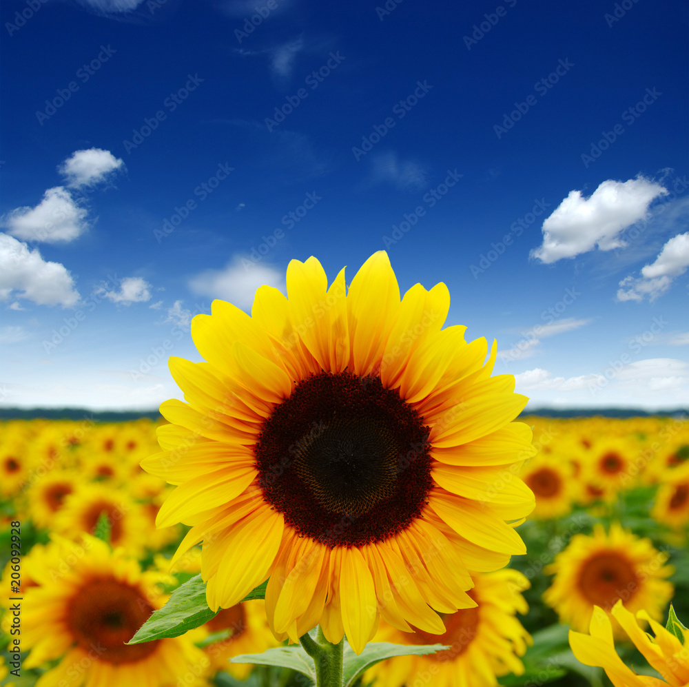 Fototapeta premium field of blooming sunflowers