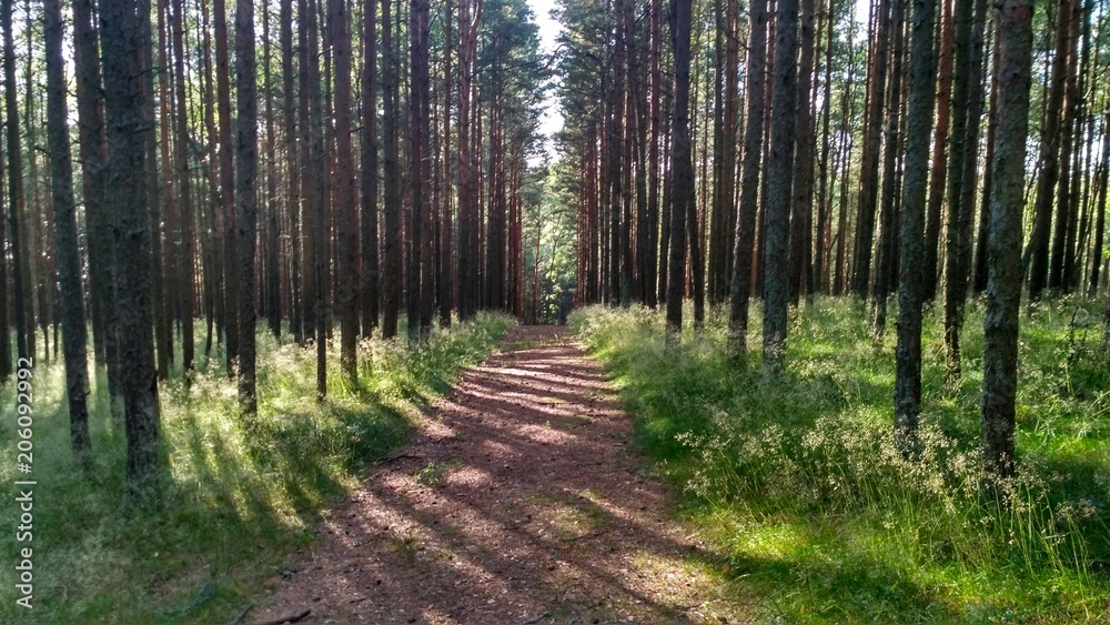 forest forest