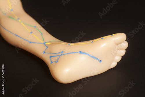 Medical acupuncture model of human leg