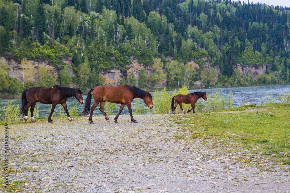 Naklejka premium horse лошадь