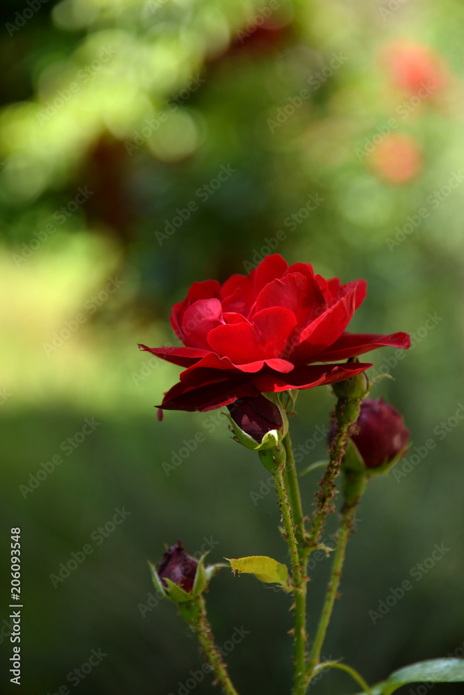 Beautiful red rose in garden fill with insects Beautiful red rose in garden fill with insects