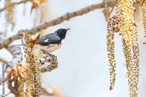 Black-Throated Blue Warbler © judy