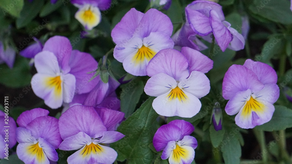 Norwegian Flowers