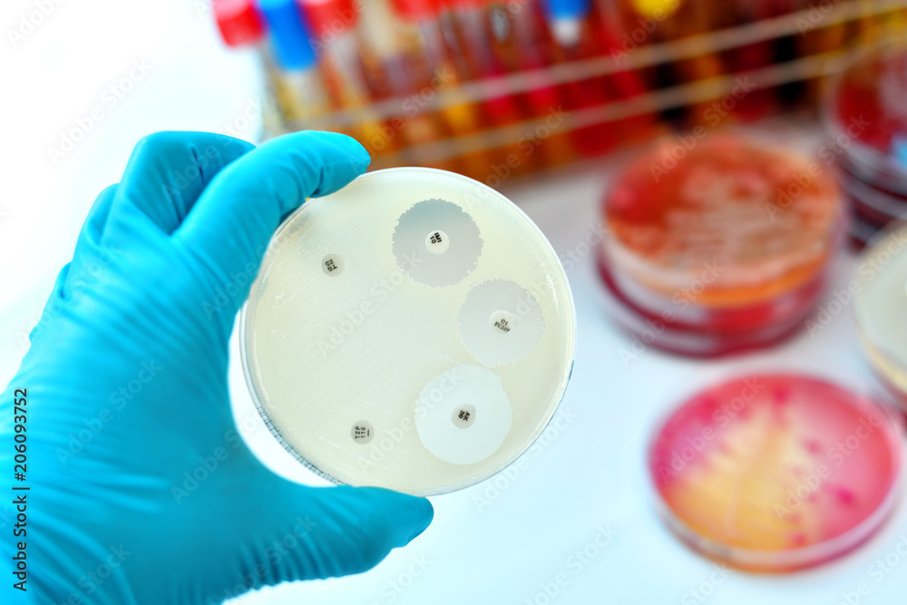 Antimicrobial susceptibility testing in petri dish, test for drugs