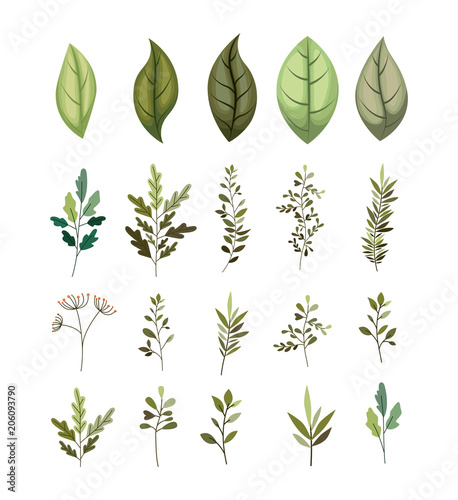 branch with leafs decorative icons vector illustration design