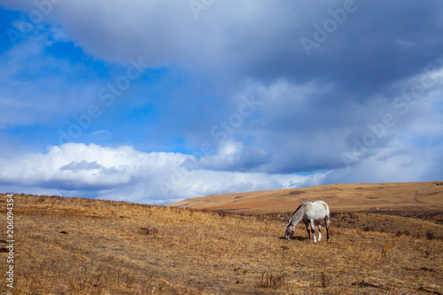 A grazing white horse the beautiful Glenbow Ranch Provincial Park in Alberta