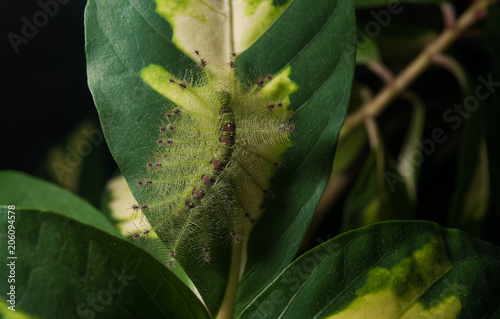 Caterpillar of the Common Gaudy Baron butterfly ( Euthalia lubentina ) photo