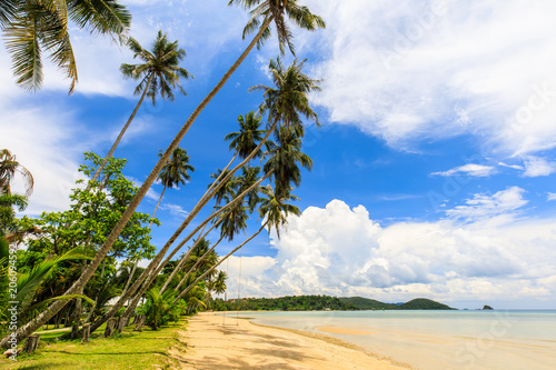 Coconut on the tropical beach in Koh Mak island, Trat province,Thailand