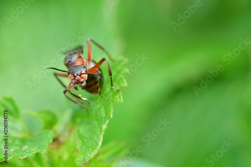 macro forest ant with wings the queen of the ant © Pavol Klimek